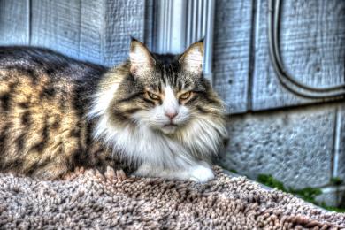 Proč kočka slintá?