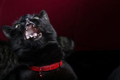 Bláznivý kočičí zákon