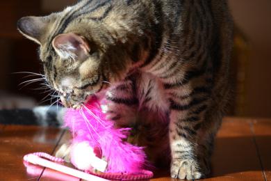 Zábava pro kočičí tlapky