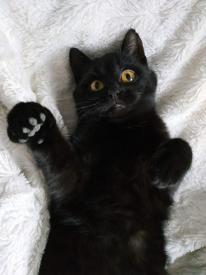 Proč černé kočky zůstávají v útulcích déle?