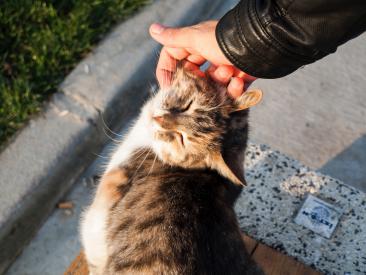 10 projevů kočičí lásky