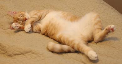 Kočičí polohy při spánku