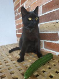 Proč se kočky bojí okurek?