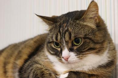 Co dělat, když kočka kálí mimo záchod?