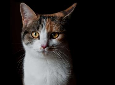 Co dělat, když vás kočka v noci budí?