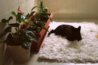 Hrabání v květináči a okusování rostlin