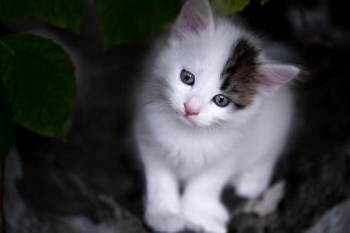 První den v novém domově