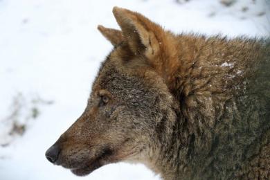 Chov vlka iberského v ZOO Jihlava