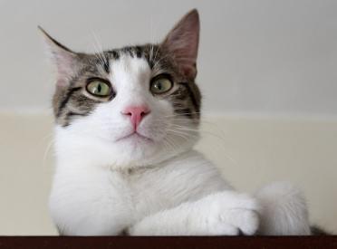 Proč kočky značkují? 