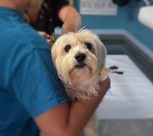 Co dělat, když má pes strach z veterináře?