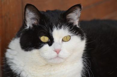 Feromonová terapie pro kočky