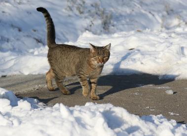 Co dělat, když kočka kulhá? 