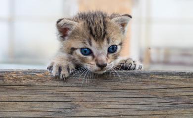 Co kotě dědí po otci? 