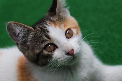 Výchovné strategie 