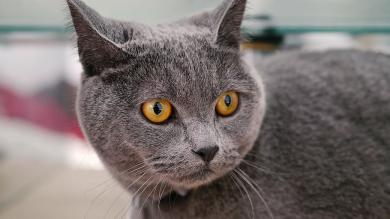 Osobnostní test a rozdíly mezi kočičími plemeny