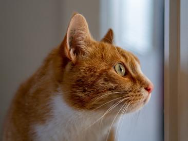 Jak naučit kočku používat kočičí dvířka?