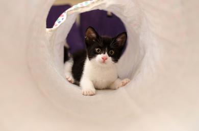 6 tipů, jak kočce obohatit domácí prostředí