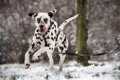 Pozvánka na závod: EXTREME DOG RACE VIRTUAL 4ALL – Winter IBERO