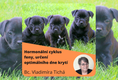 Zajímavé webináře pro milovníky psů
