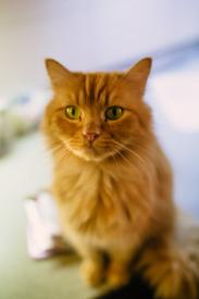 Ten nejkrásnější dárek pro kočky je milující domov