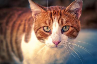 Pomalé mrkání je pro kočky jako úsměv