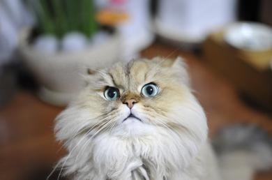 Agresivita při česání