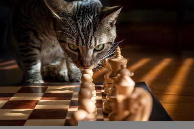 Otestujte kočičí inteligenci