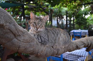 Co s kočkou o prázdninách?