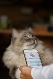 Tip na aplikaci: Zvíře+ chrání bezpečnost zvířat i lidí