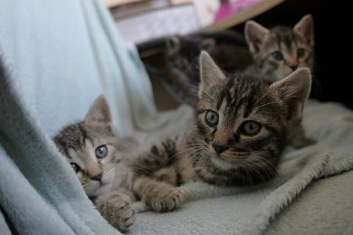 Pozvánka: Oslavte Den koček 13. 8. na bazárku