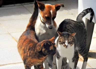 Když se zvíře cítí pod psa, může jít o alergii 