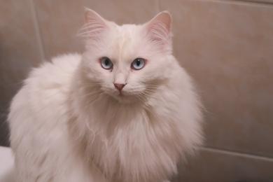 Pořádek a kočka v bytě