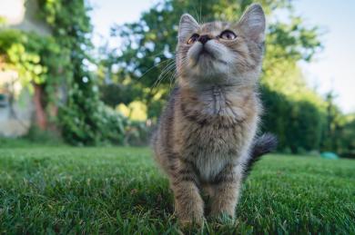 Do Rakouska je možné cestovat pouze s očkovanými koťaty a štěňaty