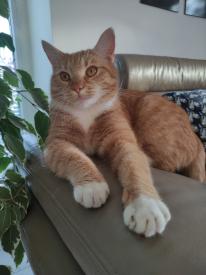 Sdílená kočka – jedna kočka, více majitelů