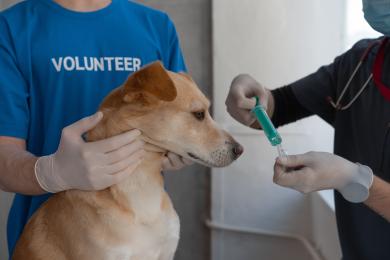 Šťastné návštěvy veteriny – co dělat, aby se pes nebál?