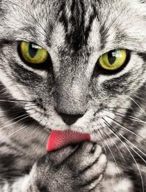 Kočičí okusování drápků – kdy je normální a kdy už jde o problém?