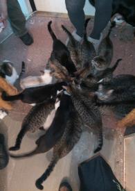 Množírna v Liberci: 23 koček žilo v bytě bez jediného kočičího záchodu 