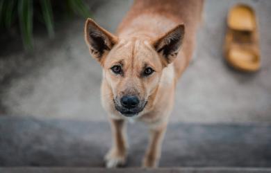 Dingo – ani vlk, ani pes