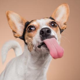Světové novinky pro domácí mazlíčky i skvělý doprovodný program na veletrhu FOR PETS