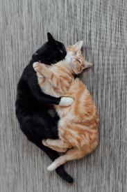 6 osvědčených kroků, jak postupovat při seznamování koček