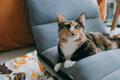 Proč by kastrovaná kočka měla mít specializované krmivo?