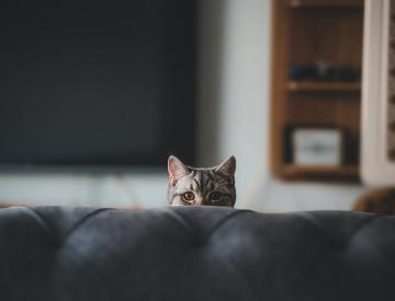 Bytové kočky: Jak zabránit nebezpečnému zvyku vybíhat ven z otevřených dveří? 