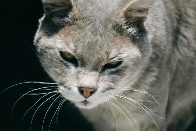 Péče o stárnoucí kočku