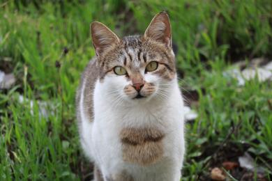 Nahradí kastraci genová terapie? Místo chirurgického zákroku jen injekce