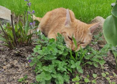 Vědci zkoumali reakce koček na šantu kočičí a aktinidii stříbrnou. Co objevili?