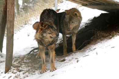 Vlk Iberský: Ohrožený poklad ZOO Jihlava