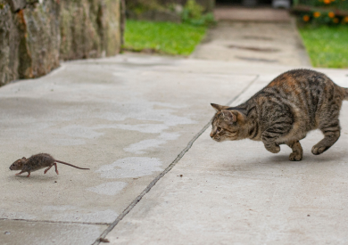Proč některé kočky neloví myši? A jak podpořit lovecké pudy?