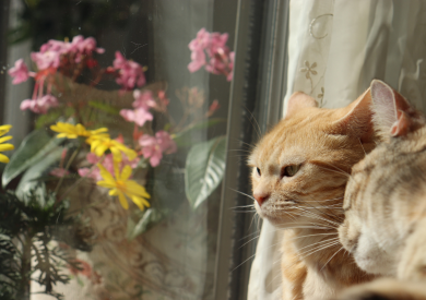 Tajemný svět kočičí komunikace: Jak kočky "mluví" s lidmi a mezi sebou