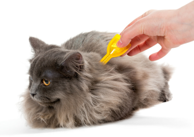 Antiparazitika pro kočky, podle čeho se orientovat?