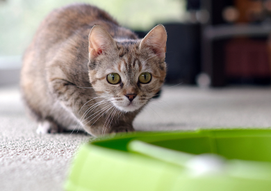 Smyslové schopnosti koček